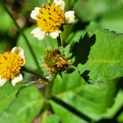 Galinsoga parviflora at Narrawallee, NSW - 29 Dec 2021 11:00 AM