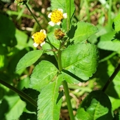 Galinsoga parviflora at Narrawallee, NSW - 29 Dec 2021 11:00 AM