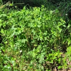 Galinsoga parviflora at Narrawallee, NSW - 29 Dec 2021 11:00 AM