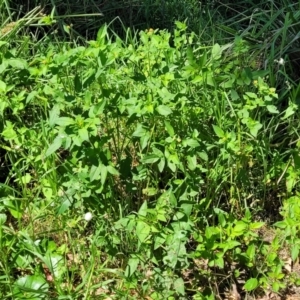 Galinsoga parviflora at Narrawallee, NSW - 29 Dec 2021 11:00 AM