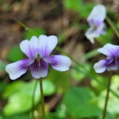 Viola hederacea (Ivy-leaved Violet) at Garrad Reserve Walking Track - 29 Dec 2021 by trevorpreston