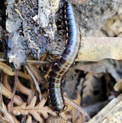 Unidentified Millipede (Diplopoda) at Narrawallee Foreshore and Reserves Bushcare Group - 28 Dec 2021 by tpreston