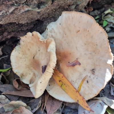 Unverified Cap on a stem; gills below cap [mushrooms or mushroom-like] at Narrawallee, NSW - 29 Dec 2021 by trevorpreston