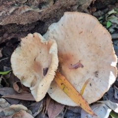 Unidentified Cap on a stem; gills below cap [mushrooms or mushroom-like] (TBC) at Narrawallee Foreshore and Reserves Bushcare Group - 28 Dec 2021 by tpreston