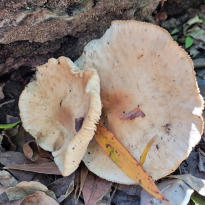 Unidentified Cap on a stem; gills below cap [mushrooms or mushroom-like] at Garrads Reserve Narrawallee - 28 Dec 2021 by tpreston
