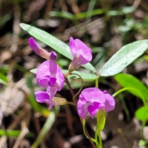 Glycine microphylla at Narrawallee, NSW - 29 Dec 2021 10:48 AM