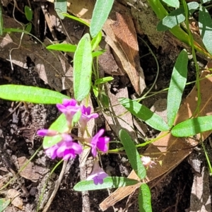Glycine microphylla at Narrawallee, NSW - 29 Dec 2021
