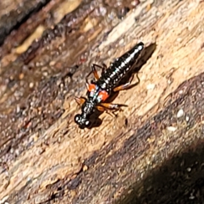 Stenus pustulifer (A semiaquatic rove beetle) at Narrawallee Foreshore and Reserves Bushcare Group - 28 Dec 2021 by trevorpreston