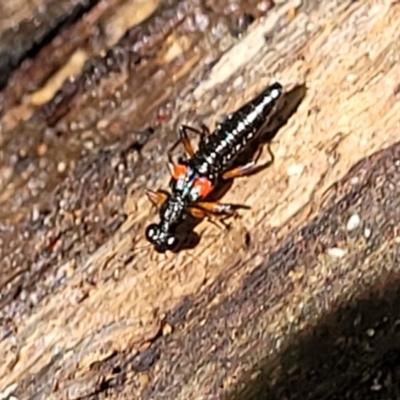 Stenus pustulifer (A semiaquatic rove beetle) at Narrawallee Foreshore and Reserves Bushcare Group - 29 Dec 2021 by trevorpreston