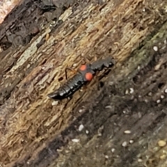 Stenus pustulifer at Narrawallee, NSW - 29 Dec 2021