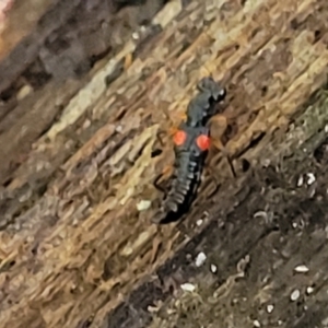 Stenus pustulifer at Narrawallee, NSW - 29 Dec 2021