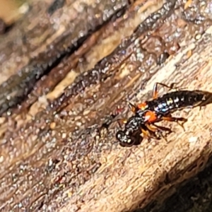 Stenus pustulifer at Narrawallee, NSW - 29 Dec 2021