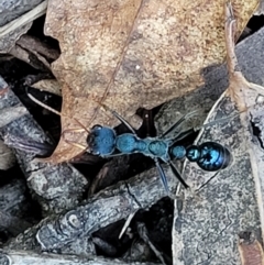 Myrmecia tarsata (Bull ant or Bulldog ant) at Narrawallee, NSW - 29 Dec 2021 by trevorpreston