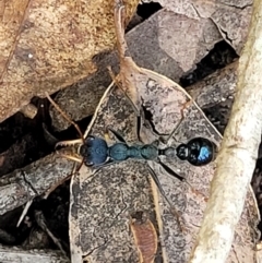 Myrmecia tarsata at Garrads Reserve Narrawallee - 29 Dec 2021