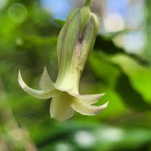 Billardiera mutabilis at Narrawallee, NSW - 29 Dec 2021