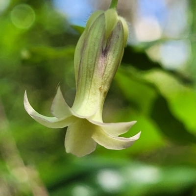 Billardiera mutabilis (Climbing Apple Berry, Apple Berry, Snot Berry, Apple Dumblings, Changeable Flowered Billardiera) at Narrawallee Foreshore and Reserves Bushcare Group - 29 Dec 2021 by trevorpreston