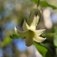 Billardiera mutabilis at Narrawallee, NSW - 29 Dec 2021 10:42 AM