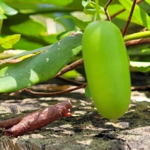 Billardiera mutabilis at Narrawallee, NSW - 29 Dec 2021