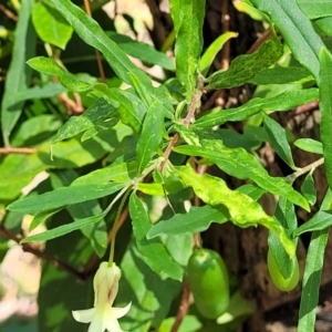 Billardiera mutabilis at Narrawallee, NSW - 29 Dec 2021