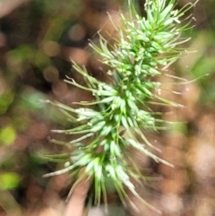 Echinopogon sp. (Hedgehog Grass) at Narrawallee Foreshore and Reserves Bushcare Group - 28 Dec 2021 by tpreston