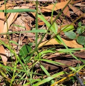 Echinopogon sp. at Narrawallee, NSW - 29 Dec 2021