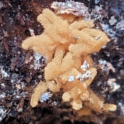 Arcyria sp. (genus) (A slime mould) at Garrad Reserve Walking Track - 29 Dec 2021 by trevorpreston