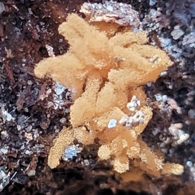 Arcyria sp. (genus) (A slime mould) at Narrawallee, NSW - 29 Dec 2021 by trevorpreston