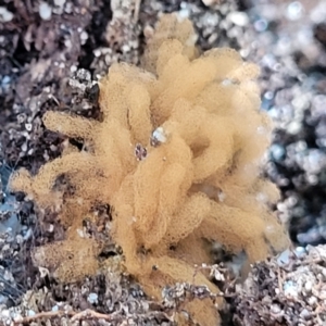 Arcyria sp. (genus) at Garrads Reserve Narrawallee - 29 Dec 2021