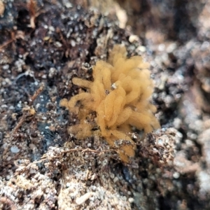 Arcyria sp. (genus) at Garrads Reserve Narrawallee - 29 Dec 2021