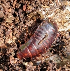 Panesthia australis (Common wood cockroach) at Narrawallee, NSW - 28 Dec 2021 by trevorpreston