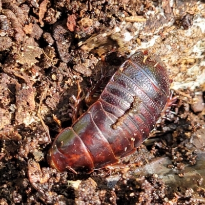 Panesthia australis (Common wood cockroach) at Narrawallee, NSW - 28 Dec 2021 by trevorpreston