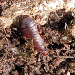 Panesthia australis at Garrads Reserve Narrawallee - 29 Dec 2021 10:39 AM