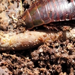 Panesthia australis at Garrads Reserve Narrawallee - 29 Dec 2021 10:39 AM