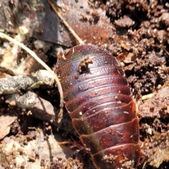 Panesthia australis at Garrads Reserve Narrawallee - 29 Dec 2021