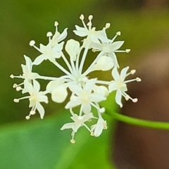 Hydrocotyle geraniifolia (Forest Pennywort) at Narrawallee Foreshore and Reserves Bushcare Group - 28 Dec 2021 by tpreston