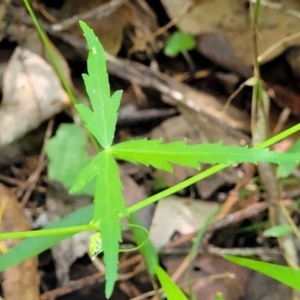 Hydrocotyle geraniifolia at Narrawallee, NSW - 29 Dec 2021