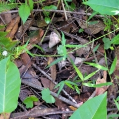 Hydrocotyle geraniifolia at Narrawallee, NSW - 29 Dec 2021