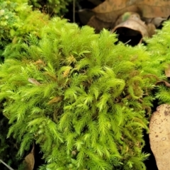 Unidentified Moss / Liverwort / Hornwort at Narrawallee Foreshore and Reserves Bushcare Group - 28 Dec 2021 by tpreston