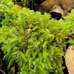 Unidentified Moss / Liverwort / Hornwort at Narrawallee, NSW - 28 Dec 2021 by tpreston