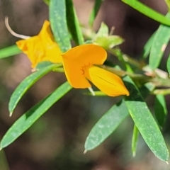 Pultenaea blakelyi (Blakely's Bush-pea) at Narrawallee Foreshore and Reserves Bushcare Group - 28 Dec 2021 by trevorpreston