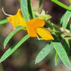 Pultenaea blakelyi (Blakely's Bush-pea) at Garrad Reserve Walking Track - 29 Dec 2021 by trevorpreston