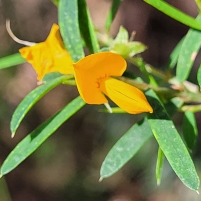 Pultenaea blakelyi (Blakely's Bush-pea) at Narrawallee Foreshore and Reserves Bushcare Group - 29 Dec 2021 by trevorpreston