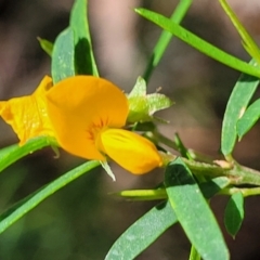 Pultenaea blakelyi at Narrawallee, NSW - 29 Dec 2021 10:30 AM