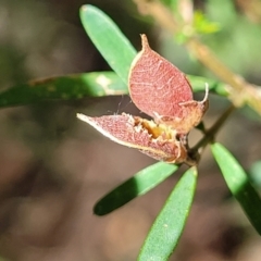 Pultenaea blakelyi at Narrawallee, NSW - 29 Dec 2021 10:30 AM