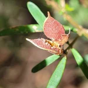 Pultenaea blakelyi at Narrawallee, NSW - 29 Dec 2021 10:30 AM