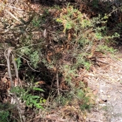 Pultenaea blakelyi at Narrawallee, NSW - 29 Dec 2021 10:30 AM