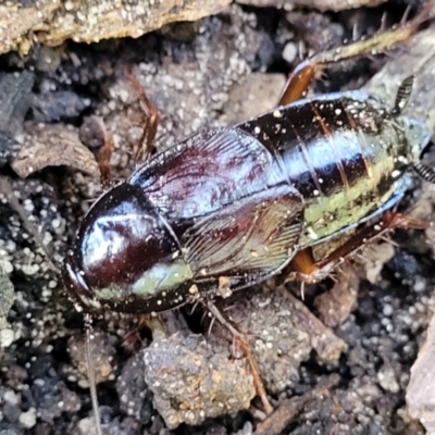 Paratemnopteryx couloniana (A native cockroach) at Narrawallee, NSW - 29 Dec 2021 by trevorpreston