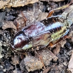 Unidentified Cockroach (Blattodea, several families) (TBC) at Narrawallee, NSW - 28 Dec 2021 by tpreston