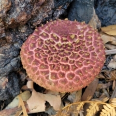 Unidentified Cap on a stem; pores below cap [boletes & stemmed polypores] (TBC) at Narrawallee Foreshore and Reserves Bushcare Group - 28 Dec 2021 by tpreston