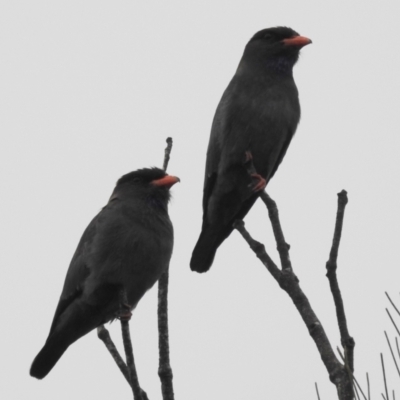 Eurystomus orientalis (Dollarbird) at Tuross Head, NSW - 26 Dec 2021 by HelenCross